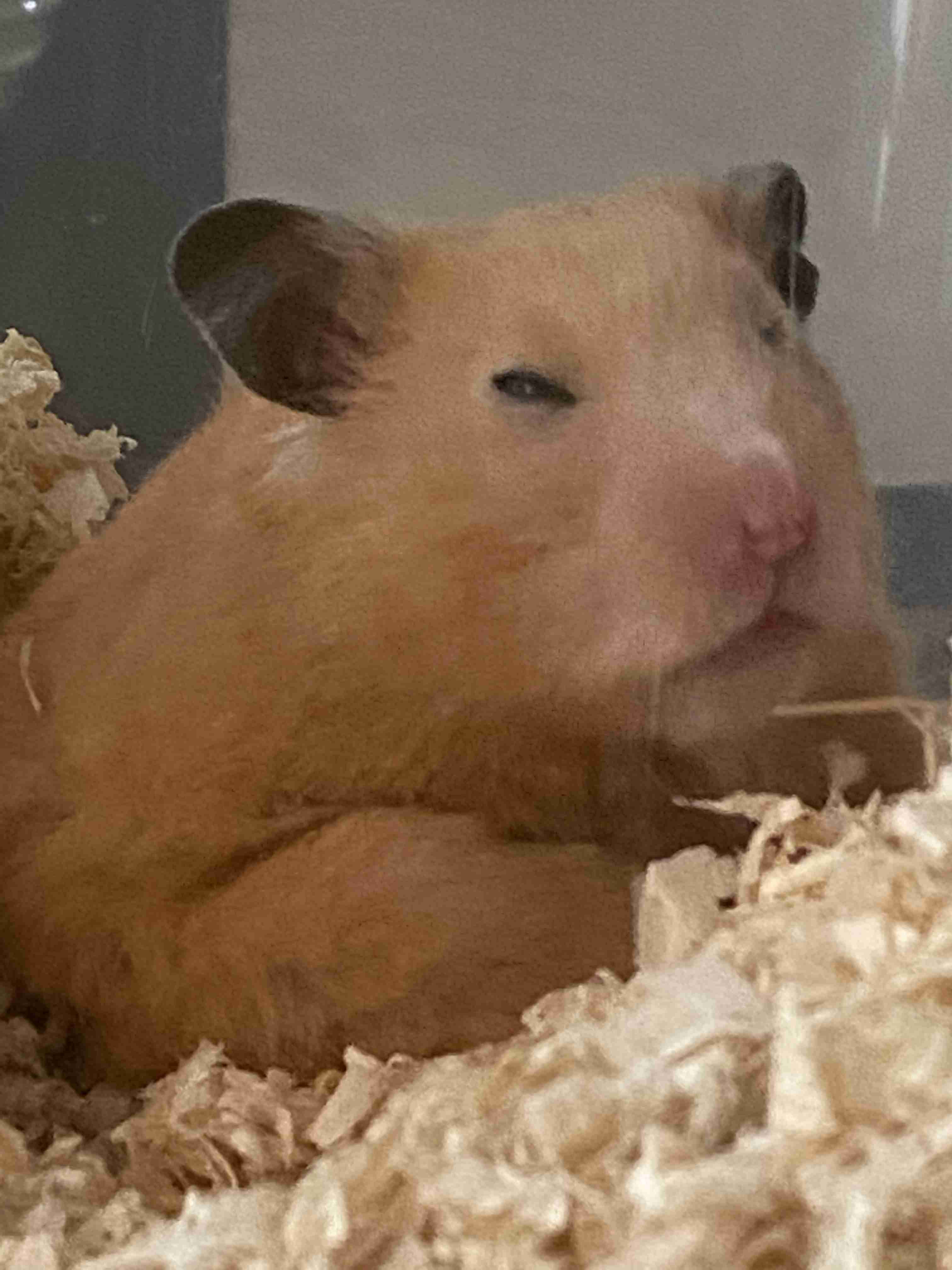 ブサイクに写っちゃった動物たち