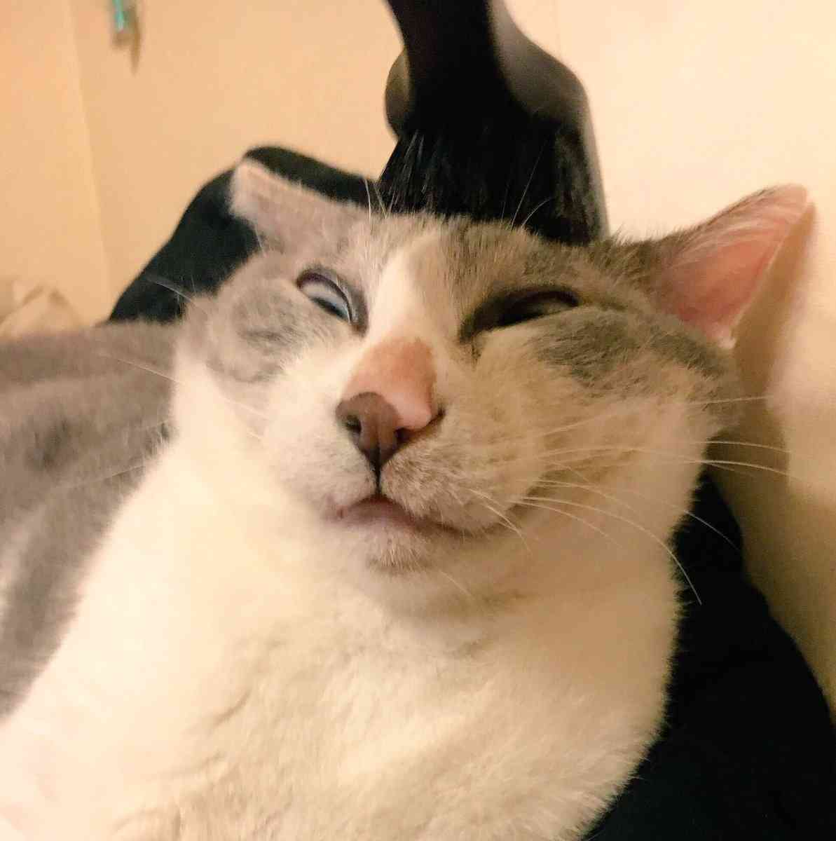 ブサイクに写っちゃった動物たち