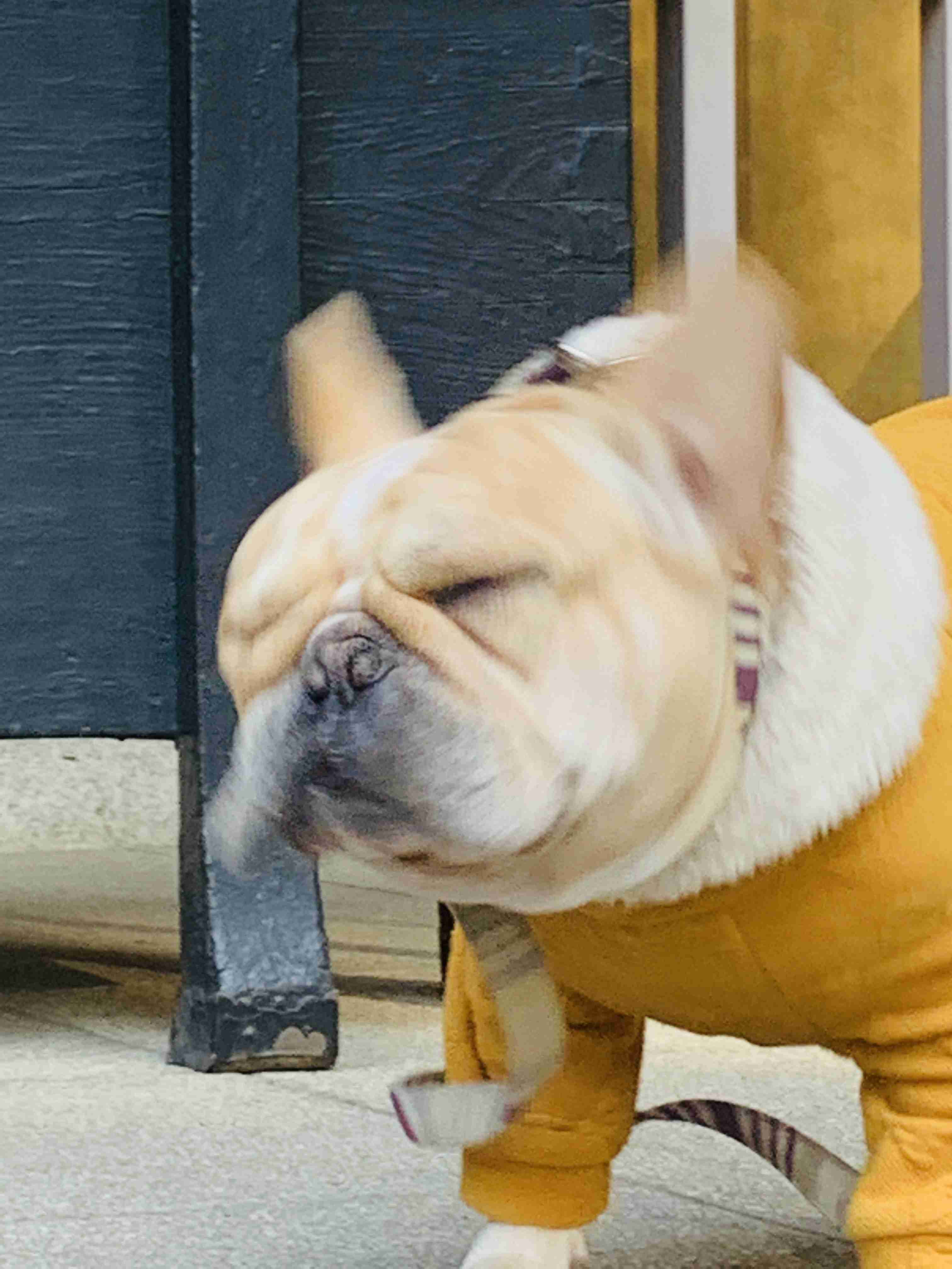 ブサイクに写っちゃった動物たち