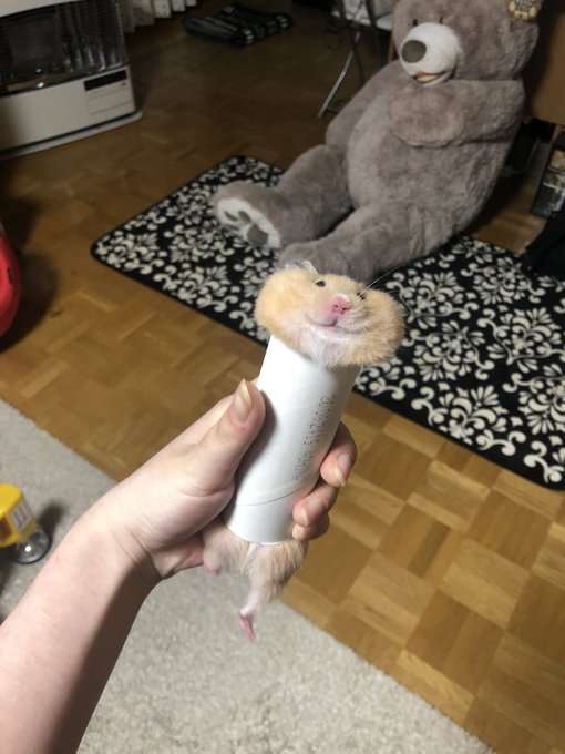 ブサイクに写っちゃった動物たち