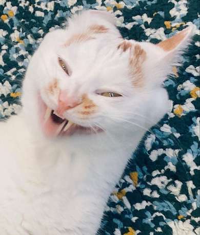 ブサイクに写っちゃった動物たち