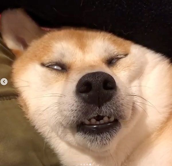 ブサイクに写っちゃった動物たち