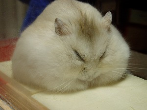 ブサイクに写っちゃった動物たち