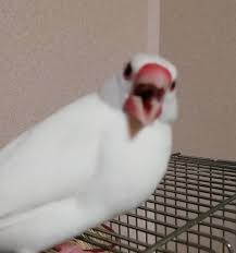 ブサイクに写っちゃった動物たち