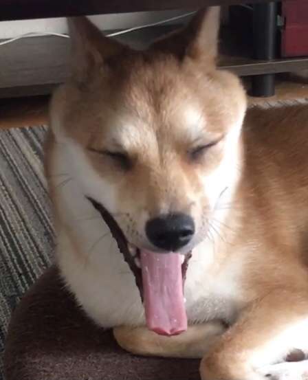 ブサイクに写っちゃった動物たち