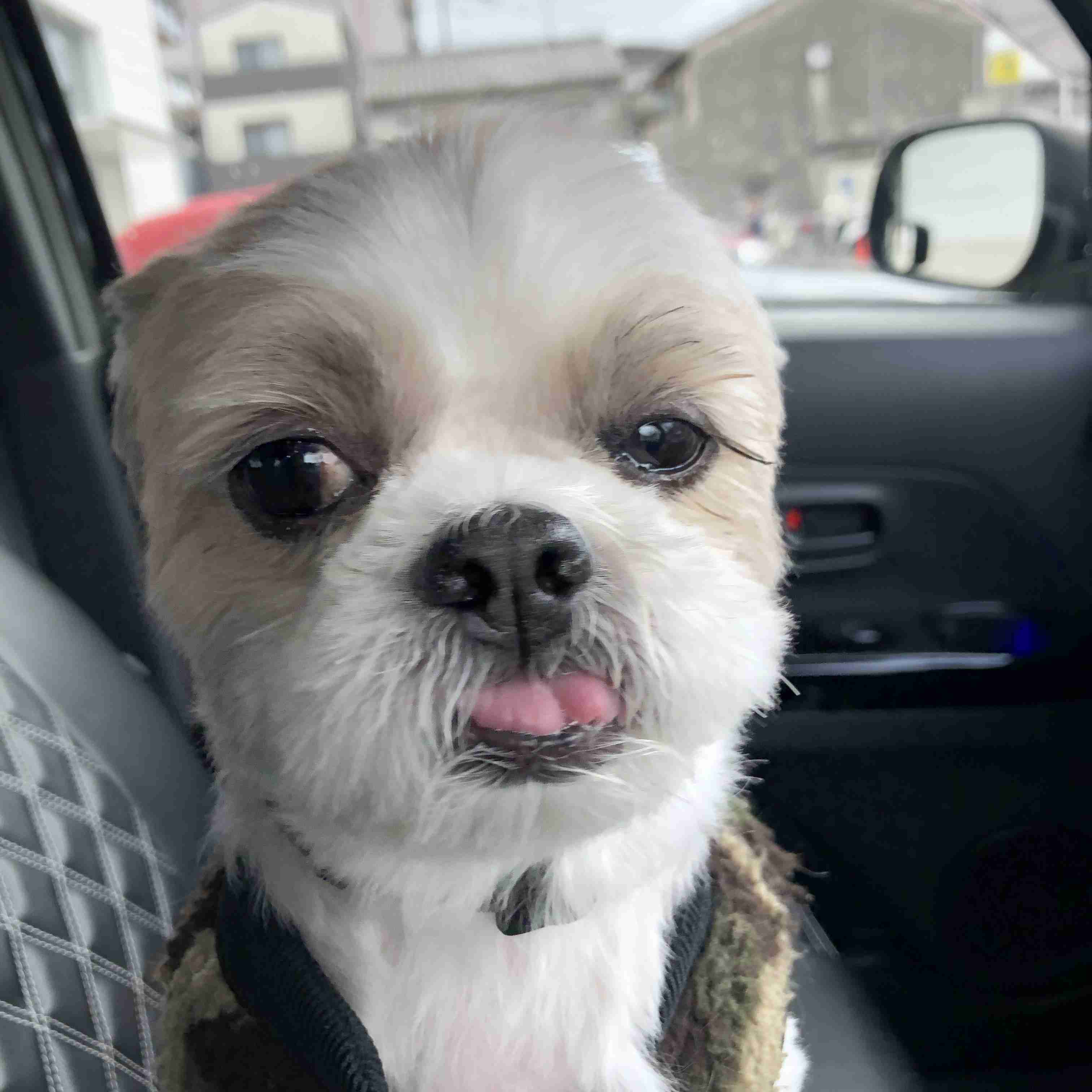 ブサイクに写っちゃった動物たち