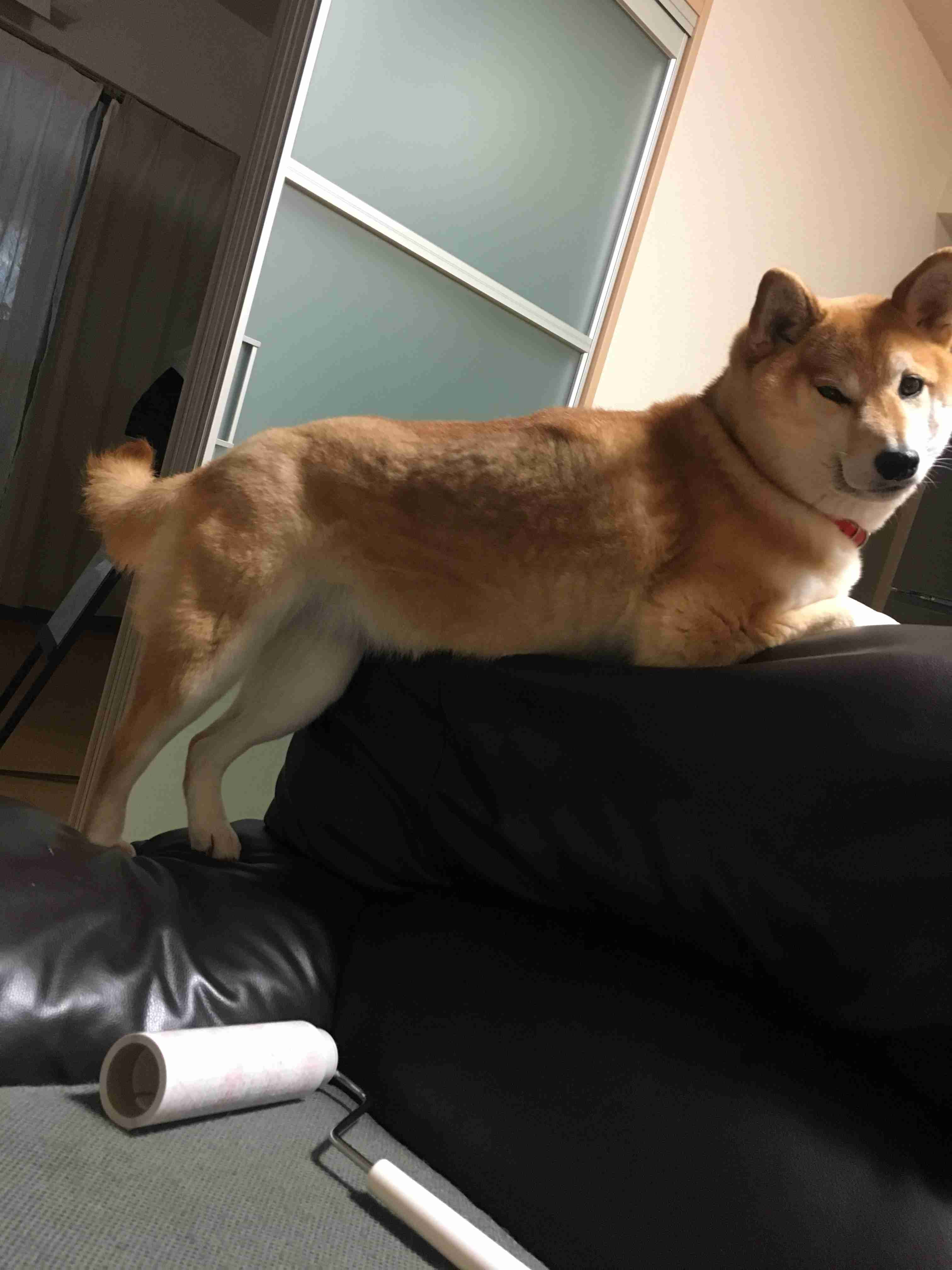 ブサイクに写っちゃった動物たち