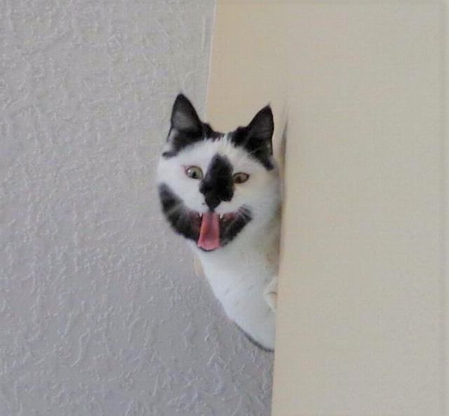 ブサイクに写っちゃった動物たち