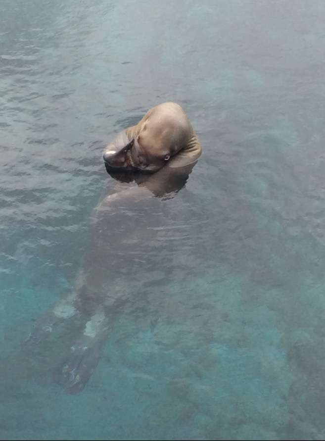 ブサイクに写っちゃった動物たち