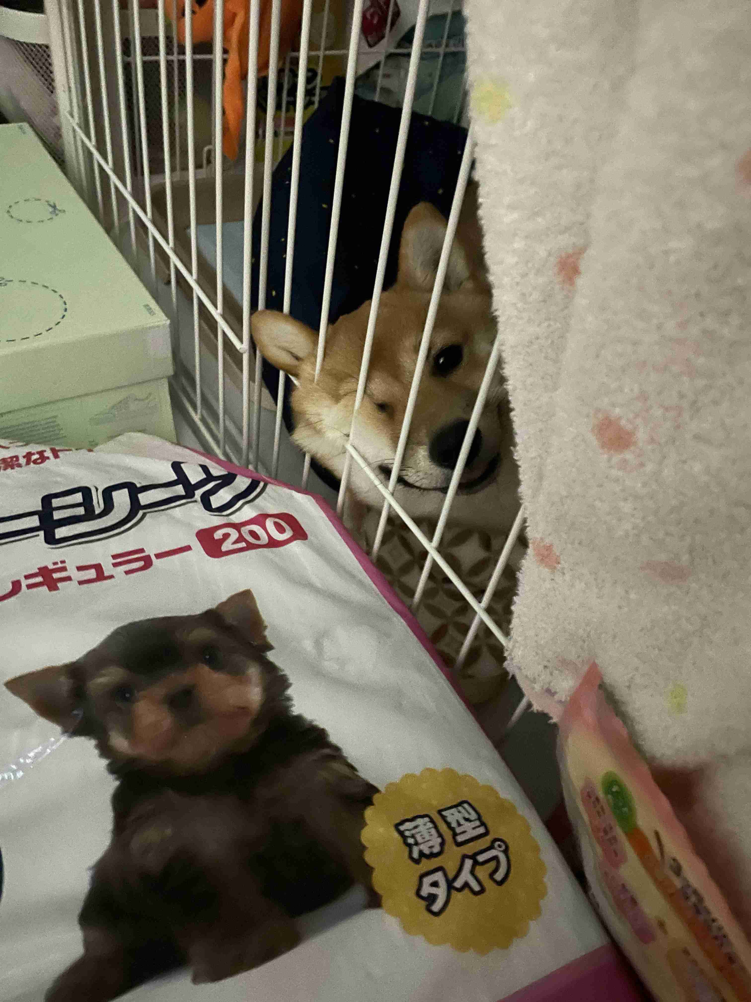 ブサイクに写っちゃった動物たち