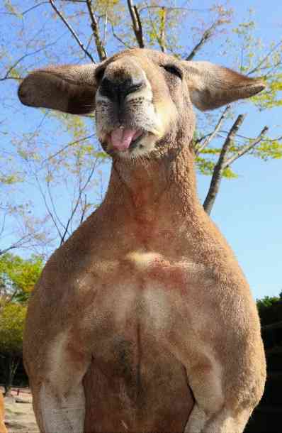 ブサイクに写っちゃった動物たち