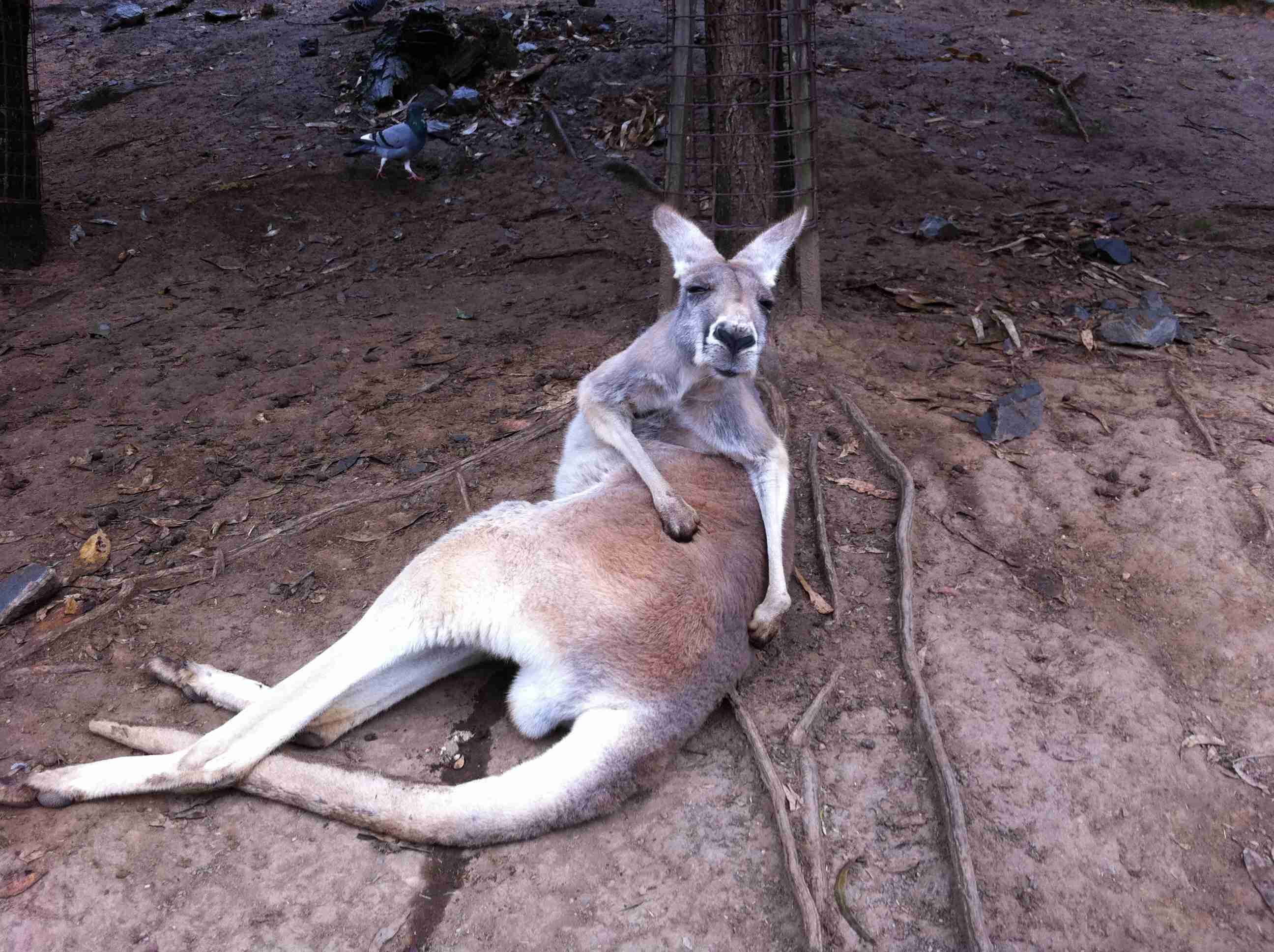 ブサイクに写っちゃった動物たち