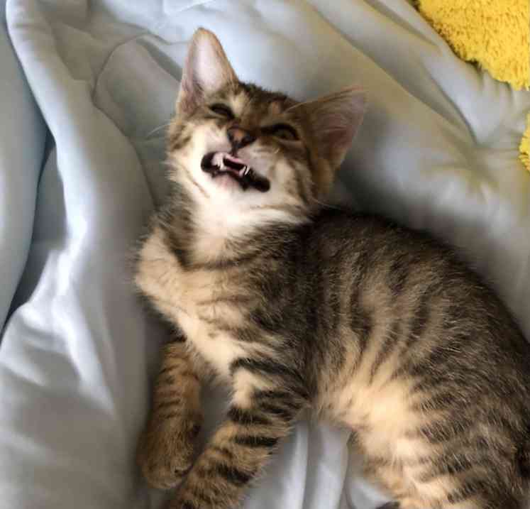 ブサイクに写っちゃった動物たち