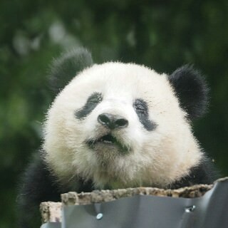 ブサイクに写っちゃった動物たち