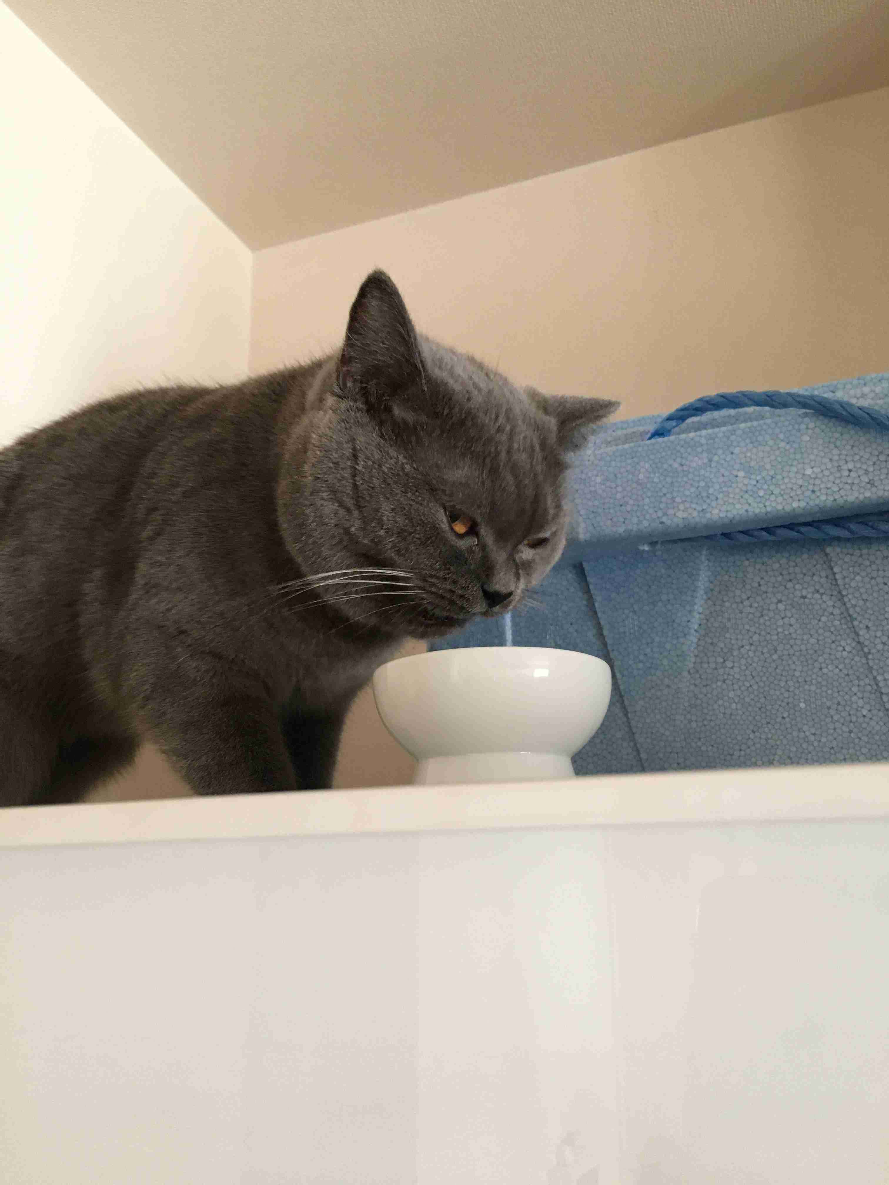 ブサイクに写っちゃった動物たち