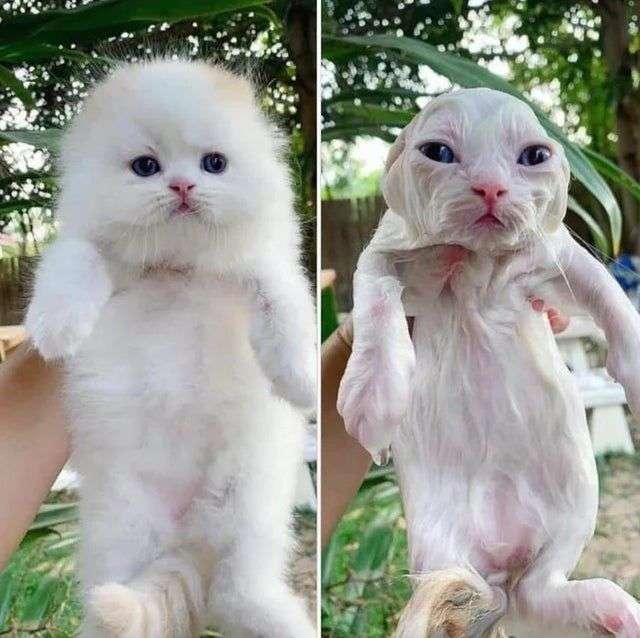 ブサイクに写っちゃった動物たち