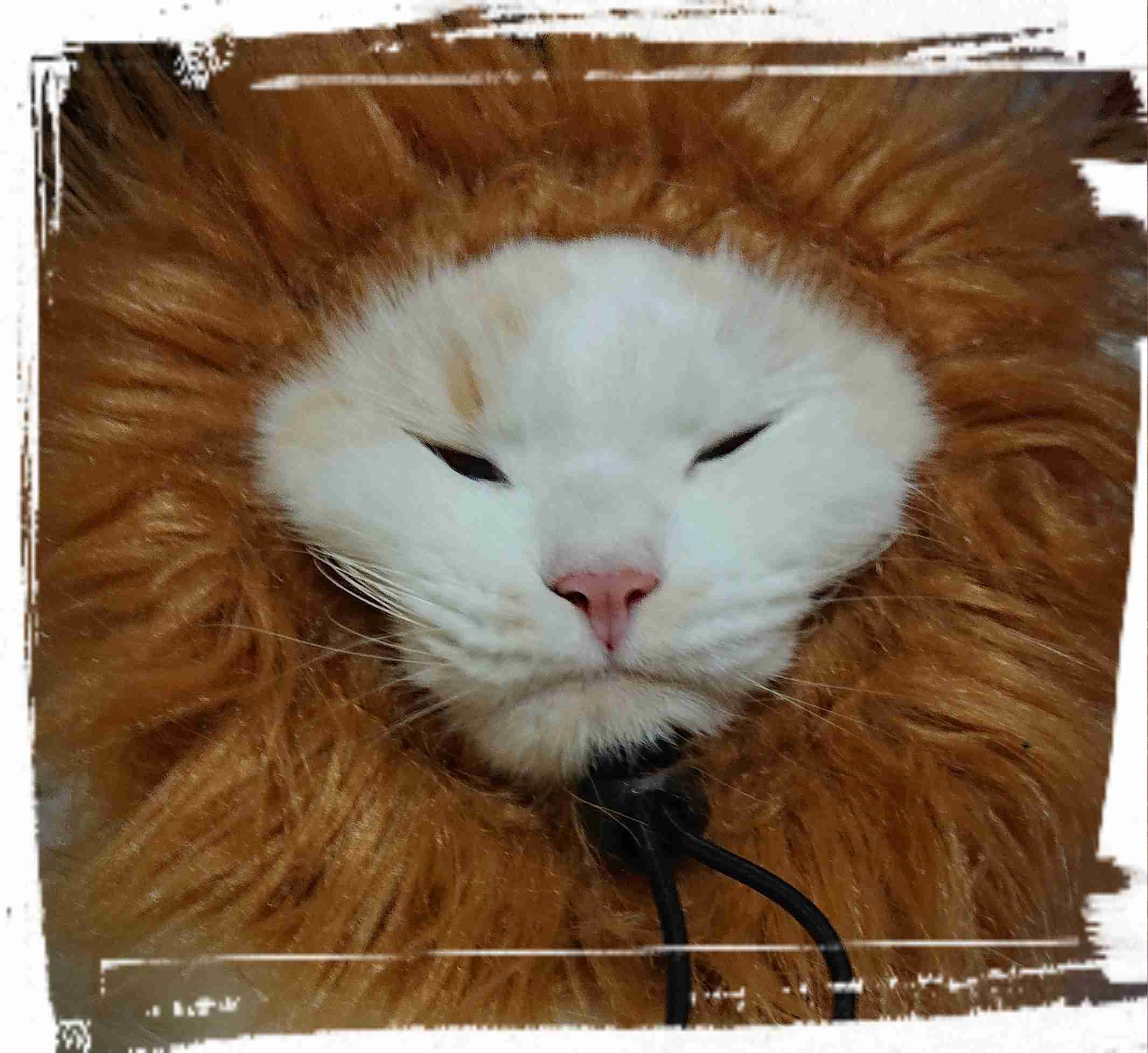 ブサイクに写っちゃった動物たち