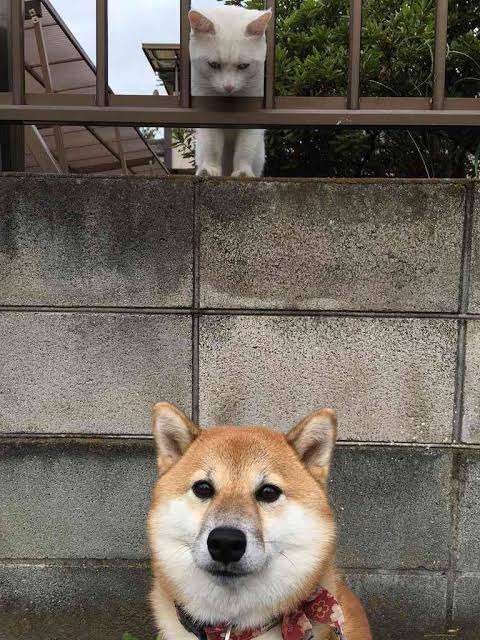 ブサイクに写っちゃった動物たち