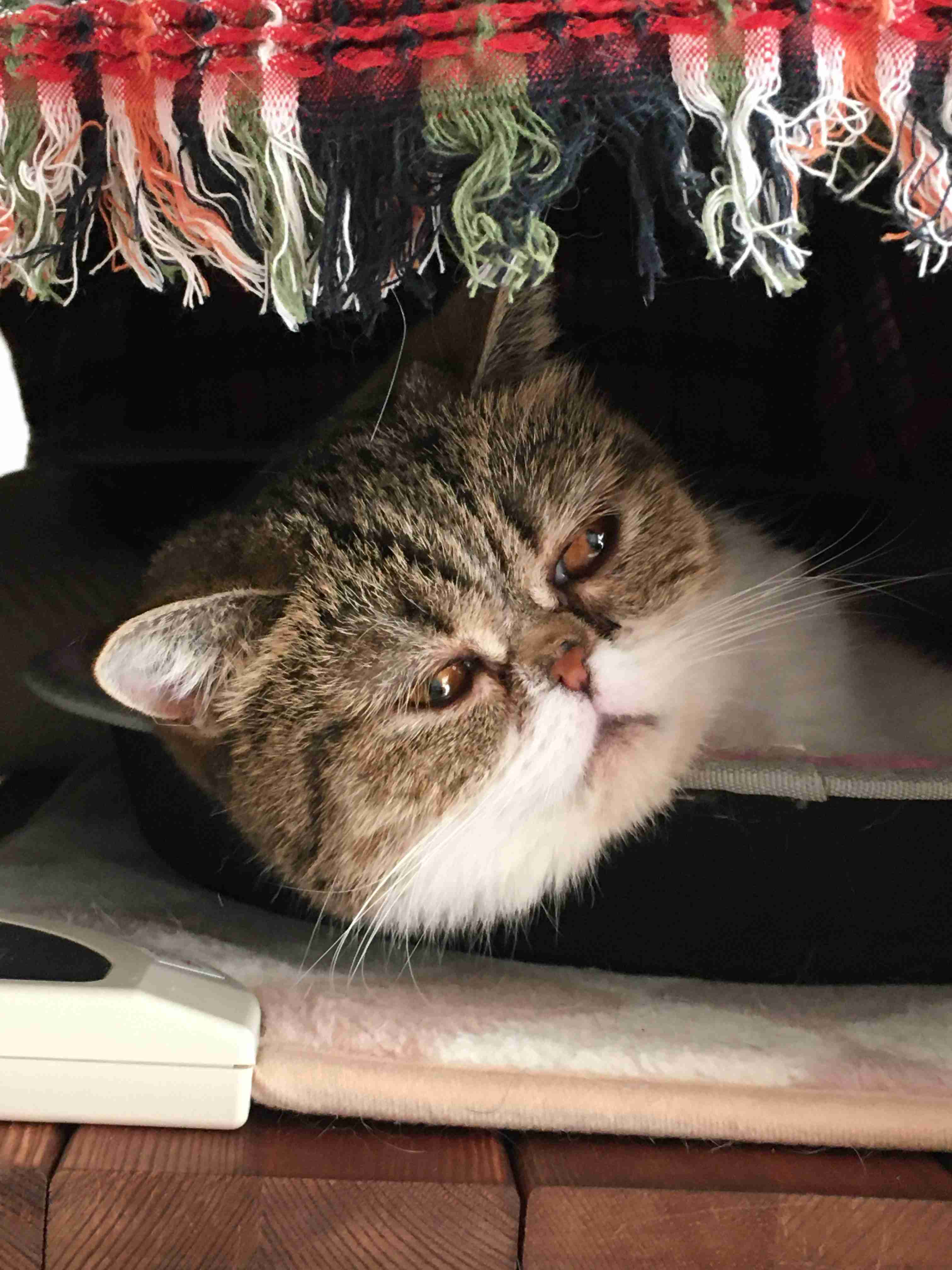 ブサイクに写っちゃった動物たち