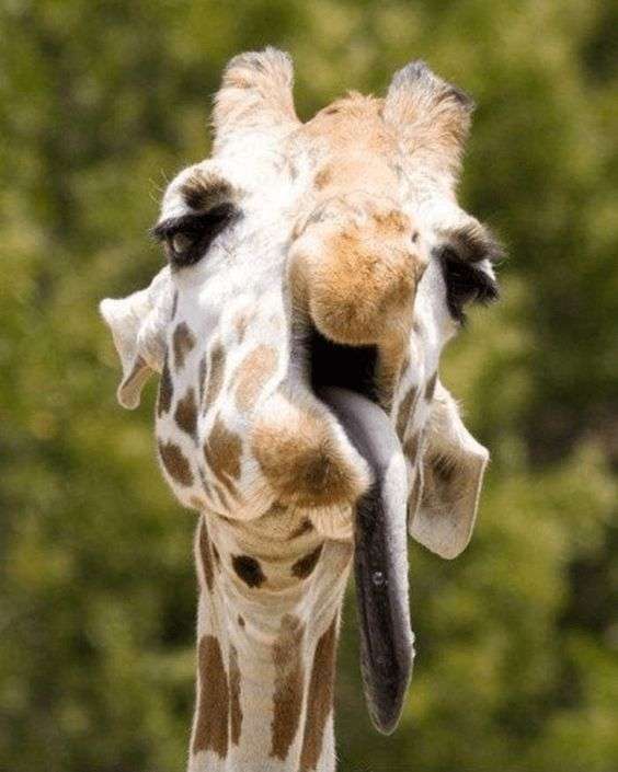 ブサイクに写っちゃった動物たち