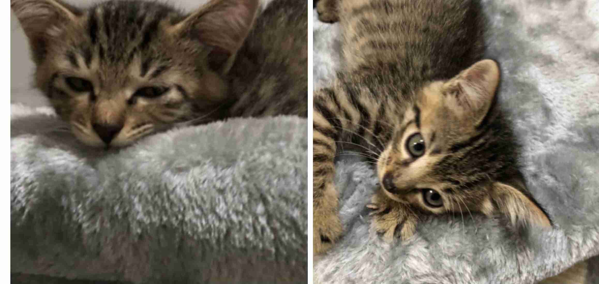 ブサイクに写っちゃった動物たち