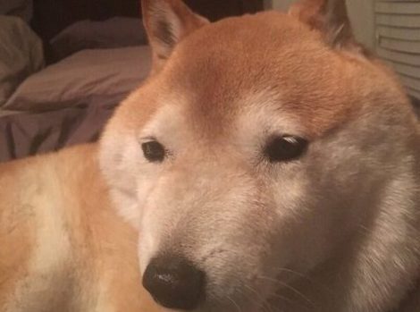 ブサイクに写っちゃった動物たち