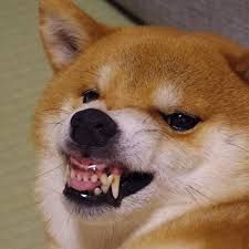 ブサイクに写っちゃった動物たち