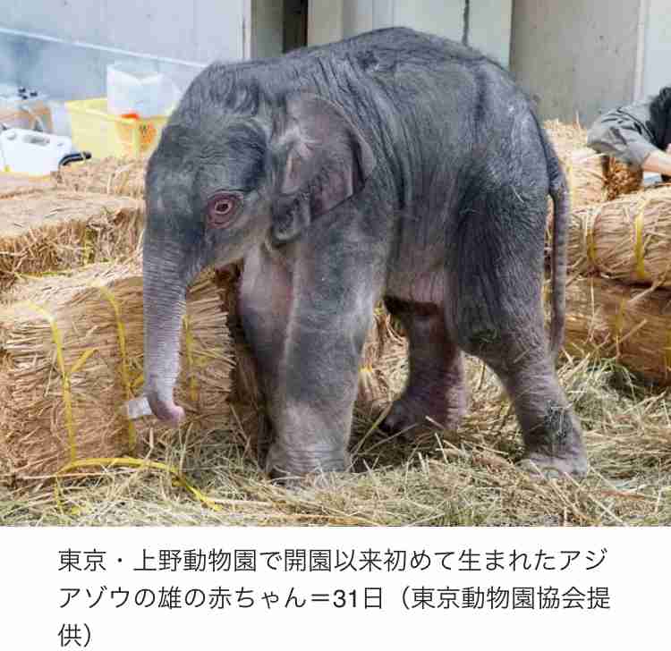 「立皇嗣の礼」、11月8日開催へ…感染症流行前の実施が適当と判断