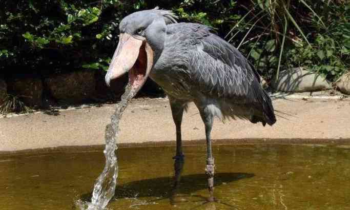 「立皇嗣の礼」、11月8日開催へ…感染症流行前の実施が適当と判断