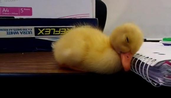 ぼっちトピ！クリスマスに食べたい物！