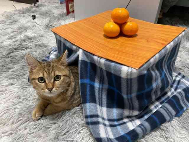 自分の愛情表現は犬っぽい？猫っぽい？