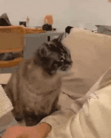 自分の愛情表現は犬っぽい？猫っぽい？