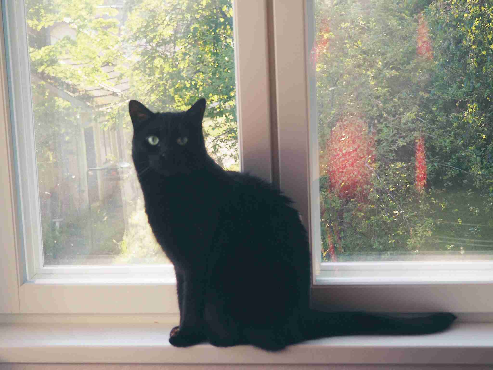 自分の愛情表現は犬っぽい？猫っぽい？
