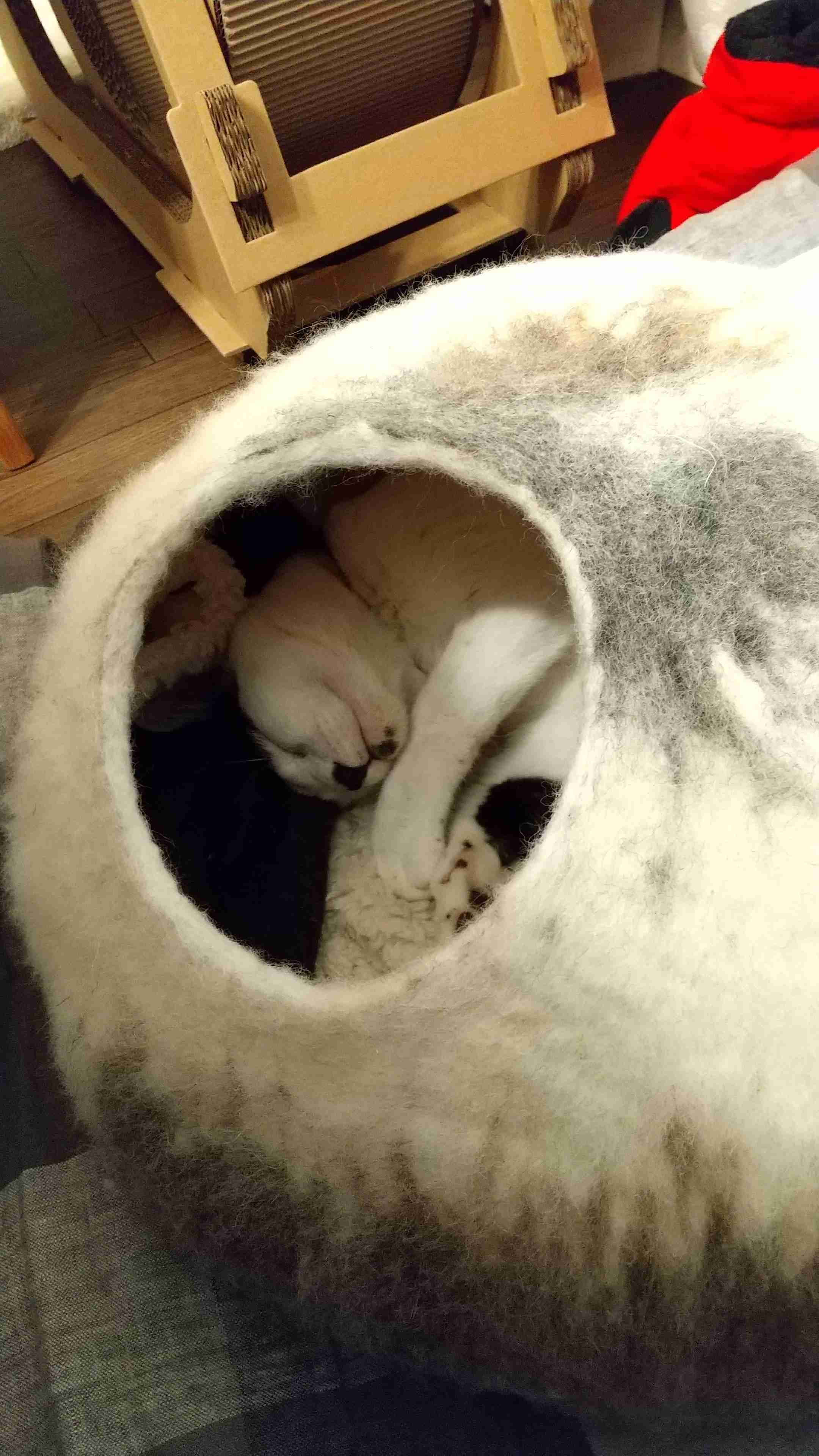 【猫を飼っている方限定】買って良かったもの、良くなかったものPart4