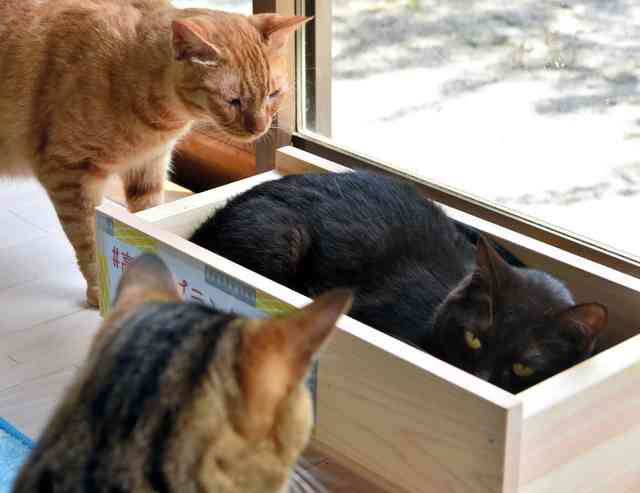 【猫を飼っている方限定】買って良かったもの、良くなかったものPart4