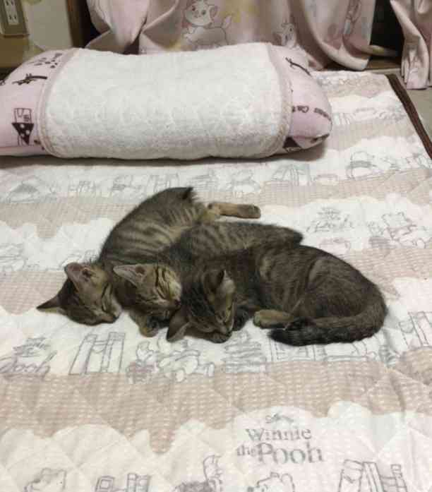 【猫を飼っている方限定】買って良かったもの、良くなかったものPart4