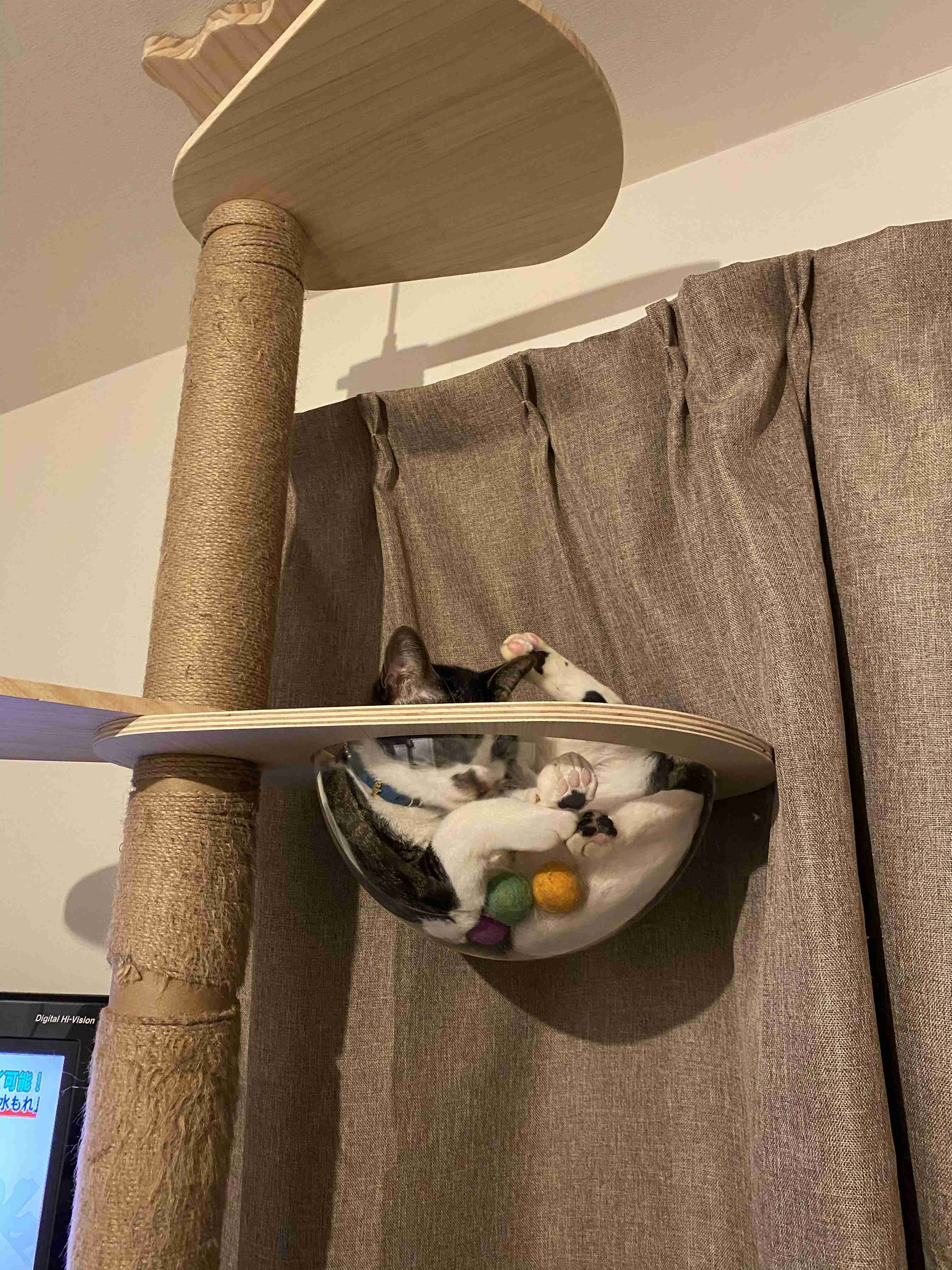 【猫を飼っている方限定】買って良かったもの、良くなかったものPart4