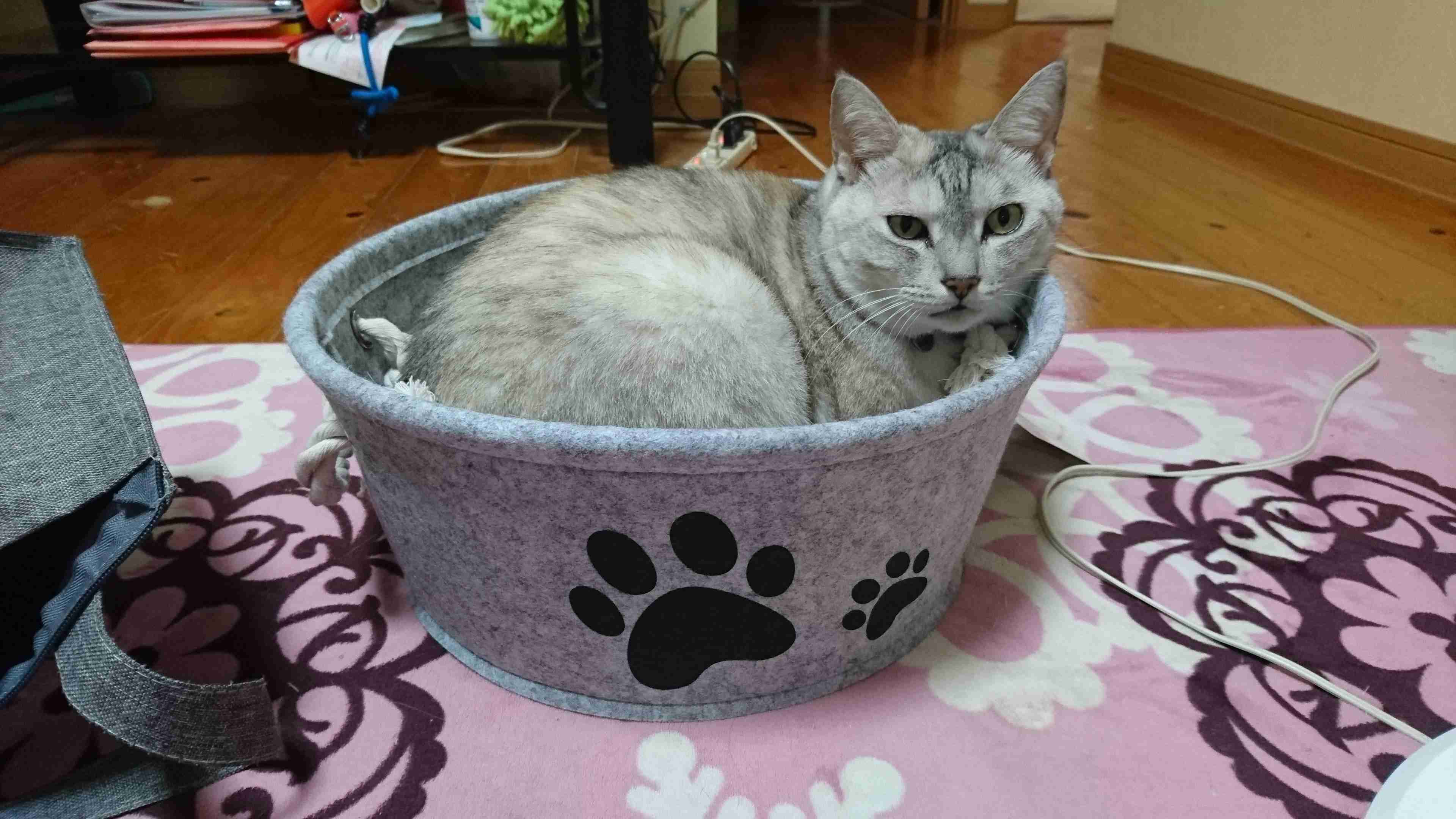 【猫を飼っている方限定】買って良かったもの、良くなかったものPart4