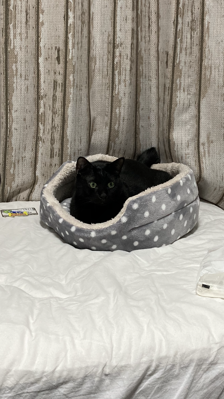 【猫を飼っている方限定】買って良かったもの、良くなかったものPart4