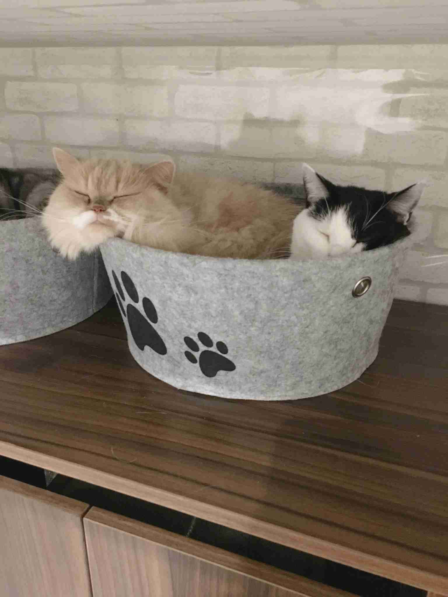 【猫を飼っている方限定】買って良かったもの、良くなかったものPart4