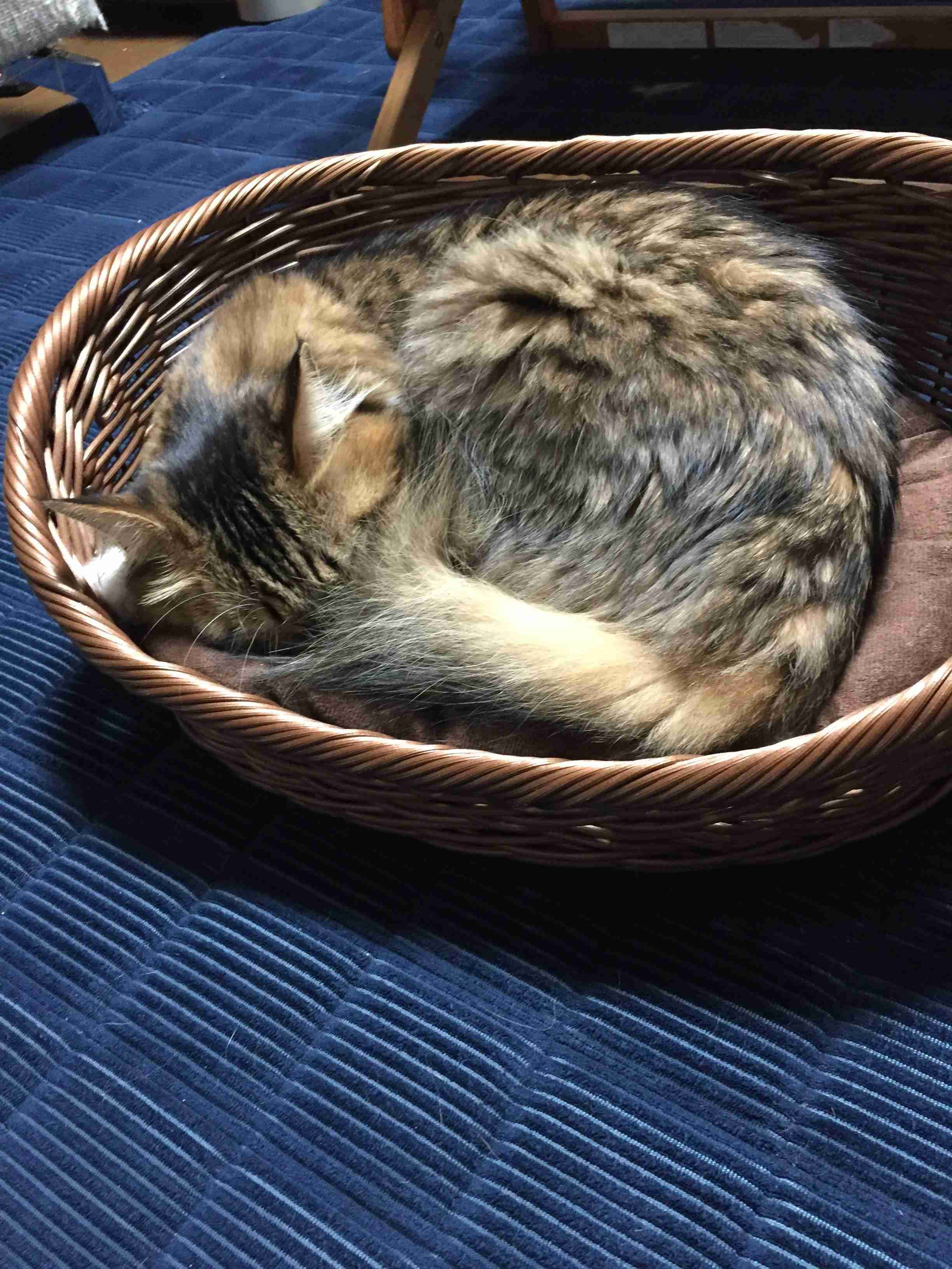 【猫を飼っている方限定】買って良かったもの、良くなかったものPart4