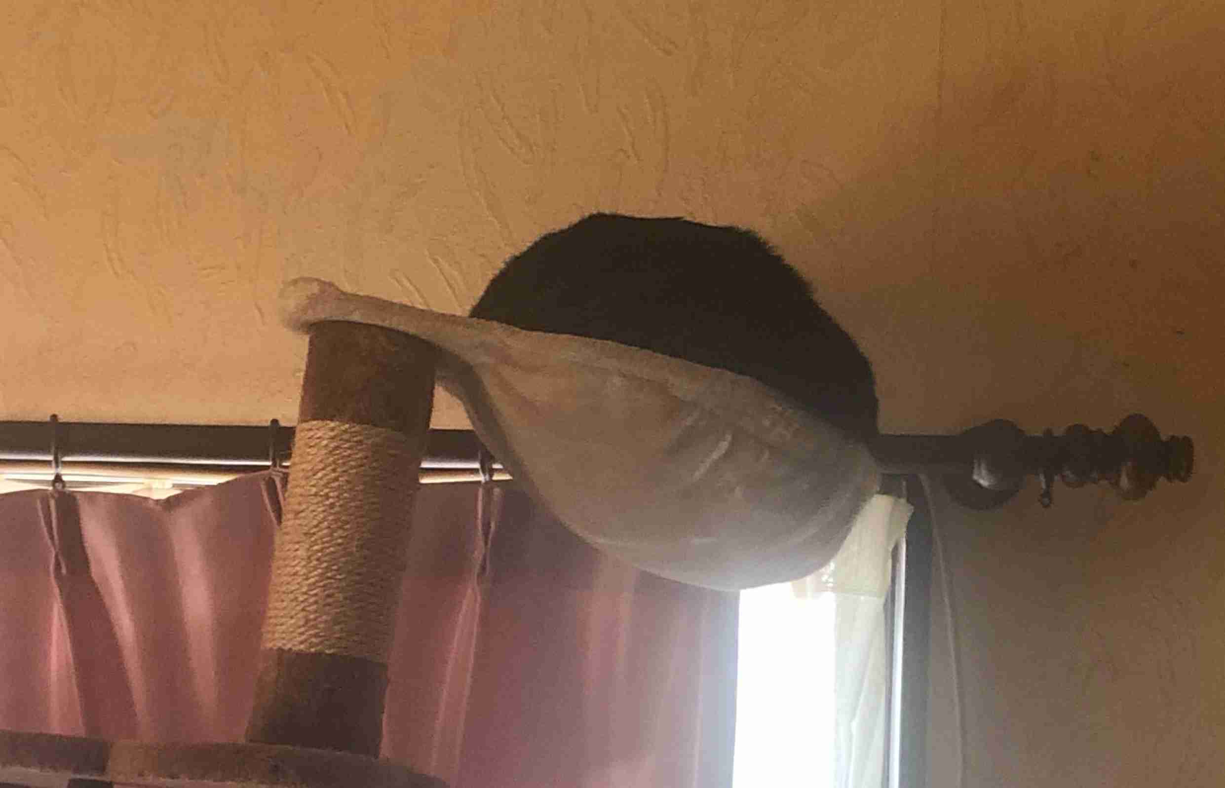 【猫を飼っている方限定】買って良かったもの、良くなかったものPart4