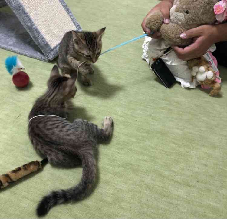 【猫を飼っている方限定】買って良かったもの、良くなかったものPart4