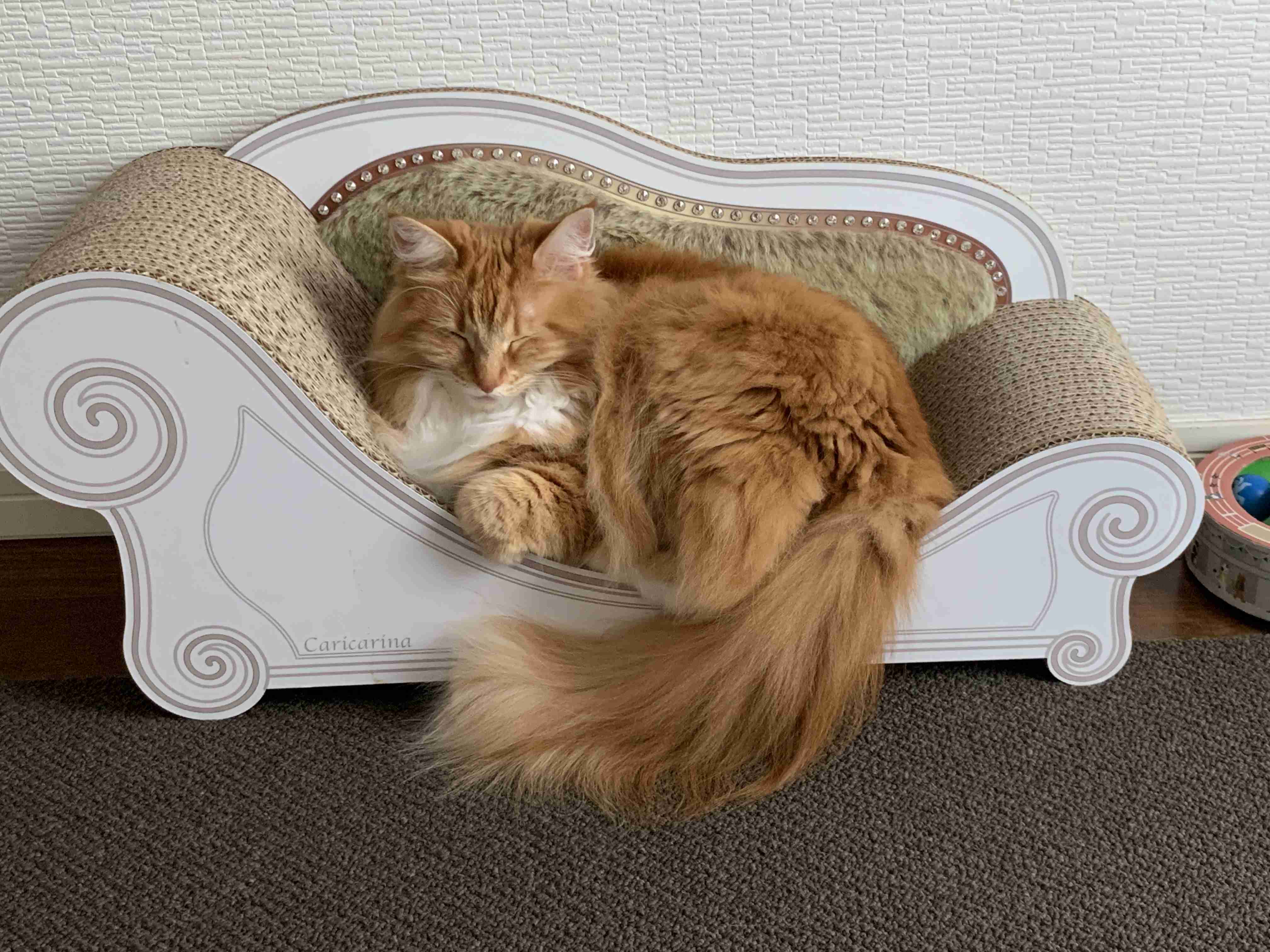 【猫を飼っている方限定】買って良かったもの、良くなかったものPart4