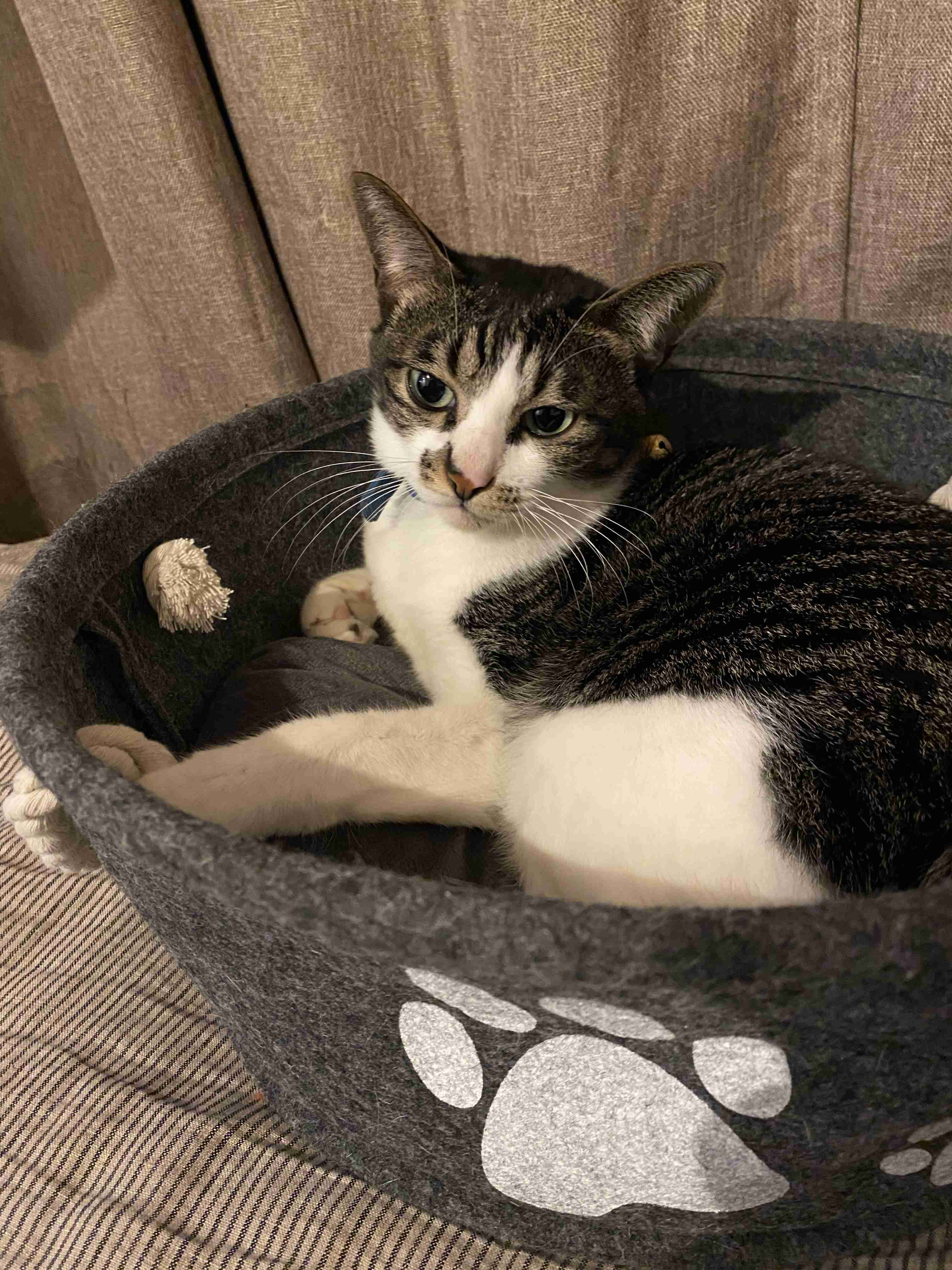 【猫を飼っている方限定】買って良かったもの、良くなかったものPart4