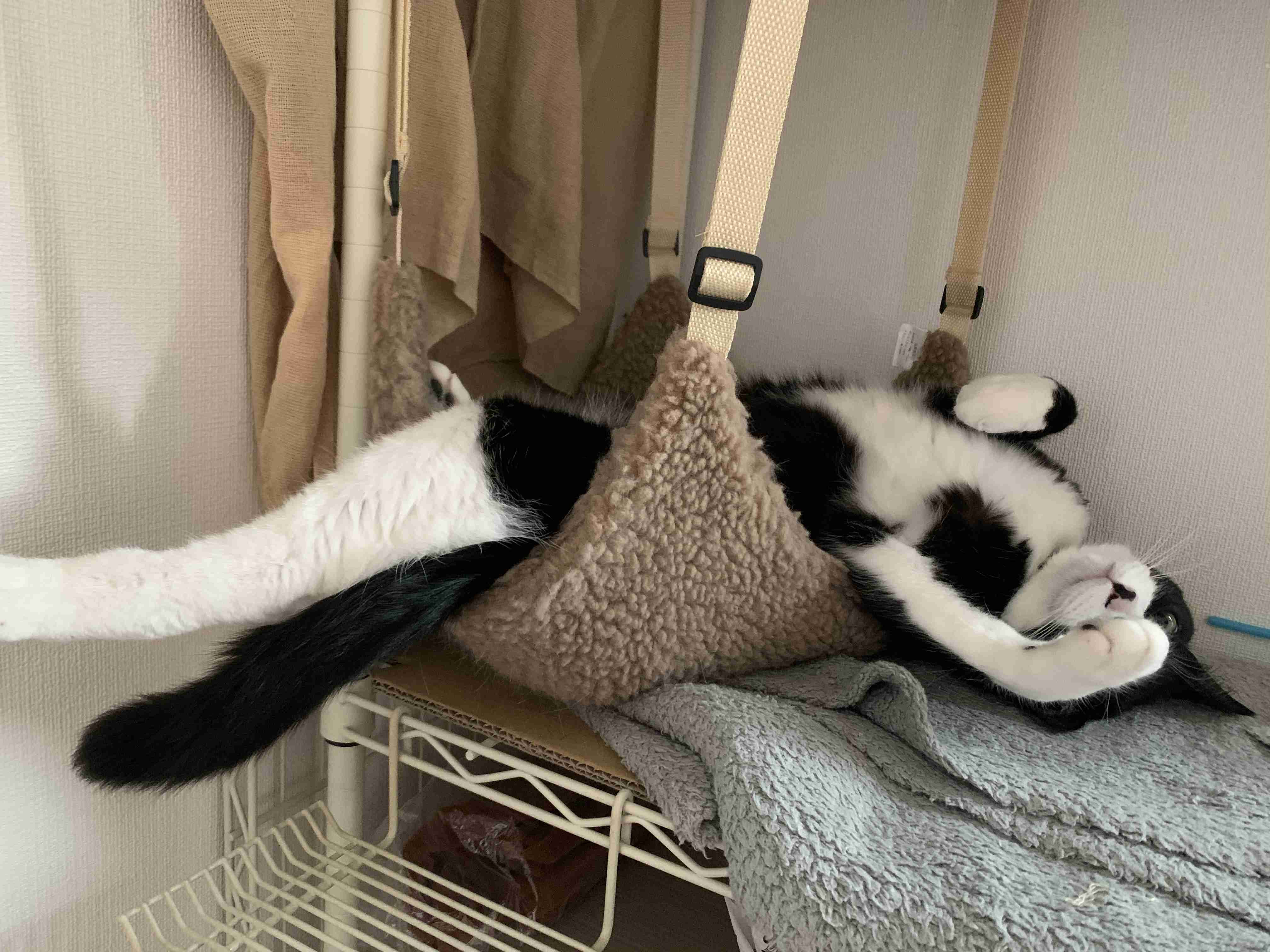 【猫を飼っている方限定】買って良かったもの、良くなかったものPart4