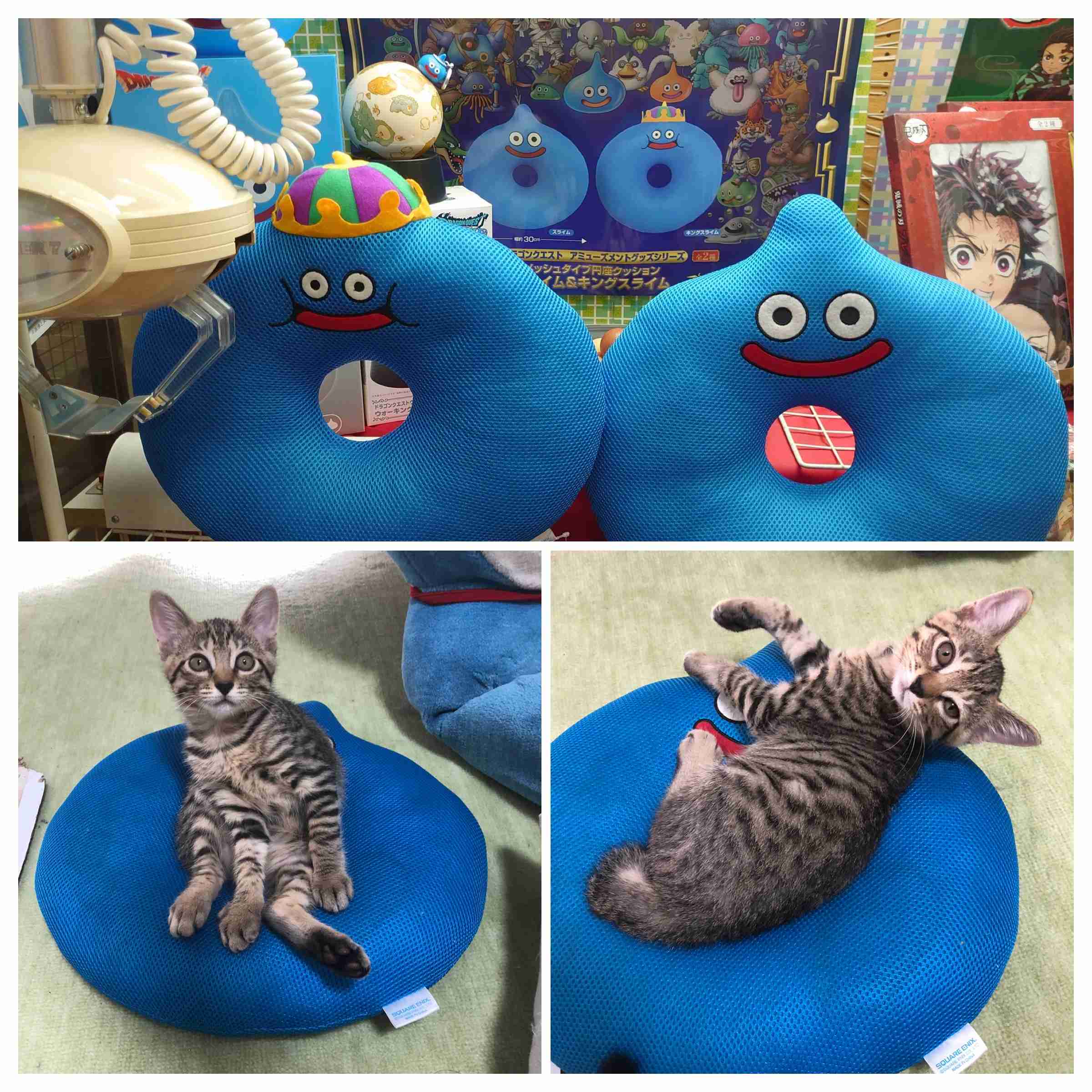 【猫を飼っている方限定】買って良かったもの、良くなかったものPart4