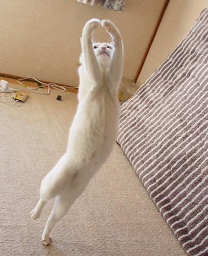 【スギちゃん雑談】寒くなってきたぜぇ～冬じたくするぜぇ～🍂🧦【part54】