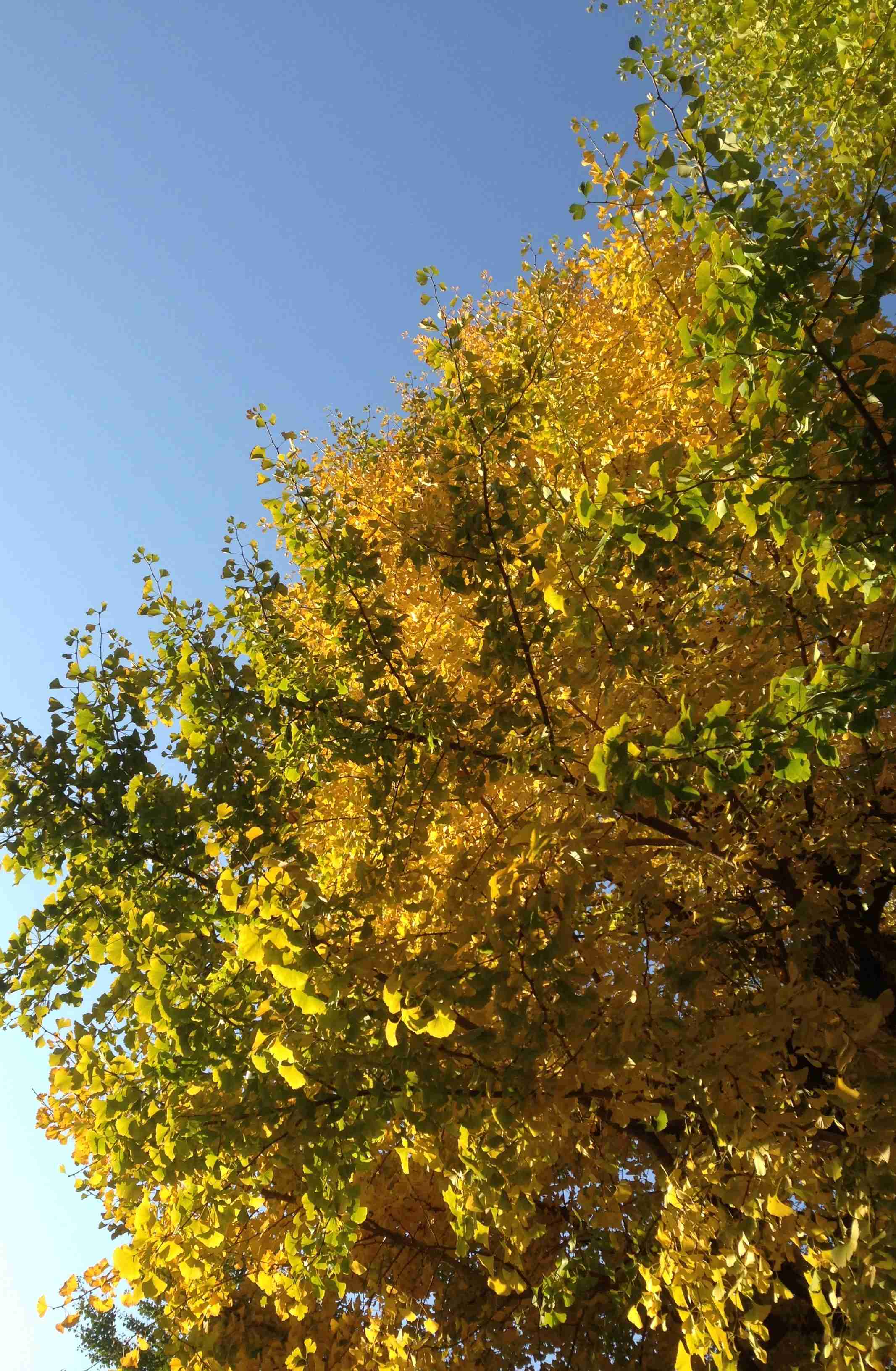 【スギちゃん雑談】寒くなってきたぜぇ～冬じたくするぜぇ～🍂🧦【part54】