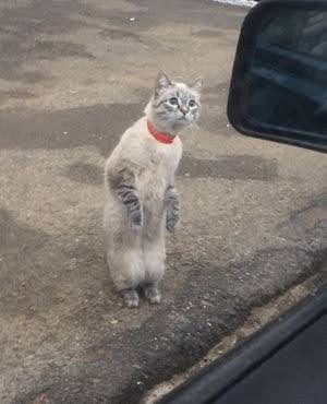 【スギちゃん雑談】寒くなってきたぜぇ～冬じたくするぜぇ～🍂🧦【part54】